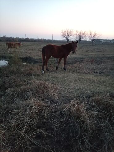 Atlar: Erkək, il: 2, Ünvandan götürmə — 4