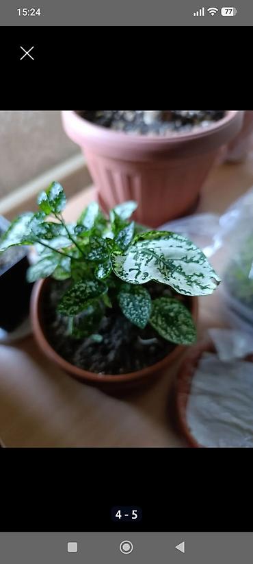 Бегонии: Гипоэстес (Hypoestes phyllostachya) «пятнистый» в горшке,есть белый — 7