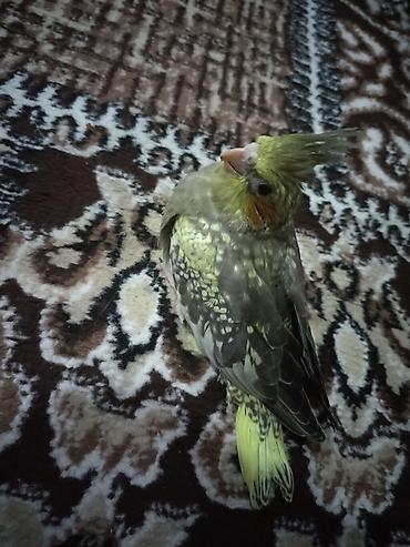 Quşlar: Nymfa tutuquşuları (Cockatiel) – boz və sarı tonlarda gözəl lələklər — 4