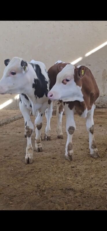 Dana, buzov: Məhsul: Dana (2 ədəd) Təsvir: - Cins tip: süd istiqamətli seleksiya – — 1