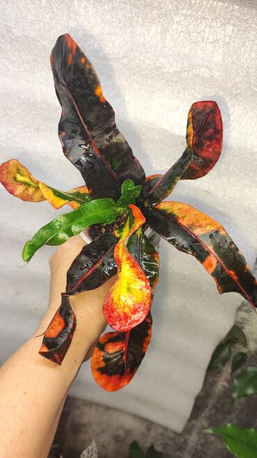 комнатная роза: Кротон