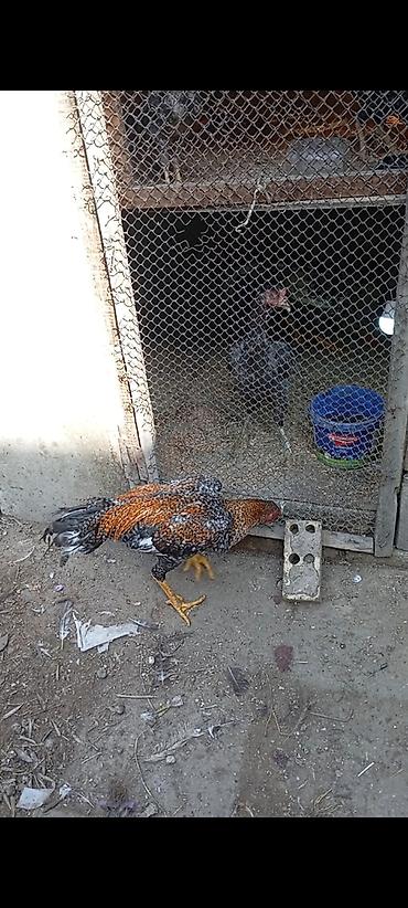 heyratı cücəsi: Heyrati pleymut becə satilir.mart cücəsidi.irak türk qarişigidi — 4