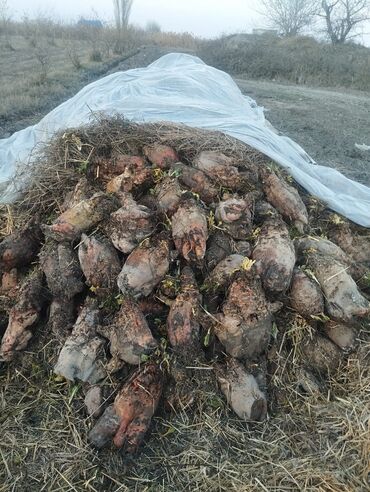 jako tutuquşunun digər adı: Yem çuğunduru, heyvanlar üçün xüsusilə süt artırmaq üçün 1 tonu 250