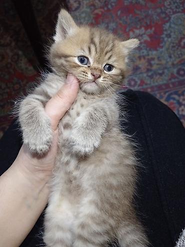 Pişiklər: Britan, Erkək, Yaxşı əllərə, Ünvandan götürmə — 3