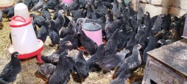 Digər quşlar: Ya Allah. Salam Hər vaxtınız xeyir! 6 Noyabr 2025 ci ildən — 5