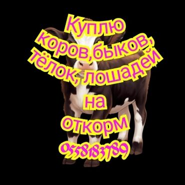 Куплю | Коровы, быки, Лошади, кони | На откорм, Круглосуточно, Самовывоз