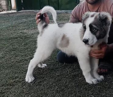 İnformatika: Alabay, 3 ay, Dişi, Peyvəndli, Ödənişli çatdırılma