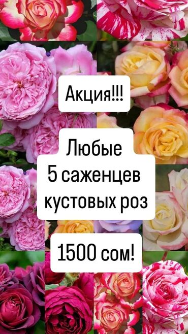 кулпунай кочоту: Саженцы цветка: Розы, Самовывоз, Платная доставка