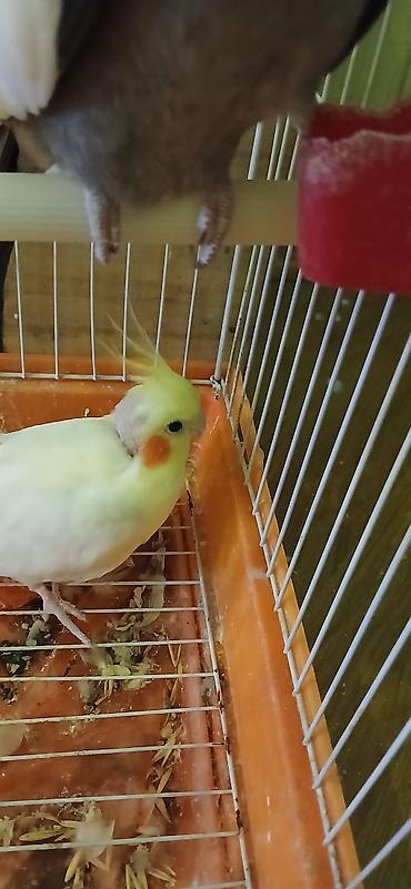 tutuqu: Satılır iki korella biri dişi biri erkək dişi yaş 1,yarım erkek yaş — 2