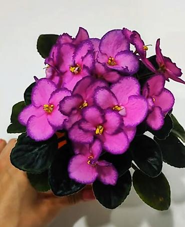 Фиалки и глоксинии: 🌱🌺🌱 Продаю сортовые ДЕТКИ стандартных, трейлерныхмини и полумини — 29