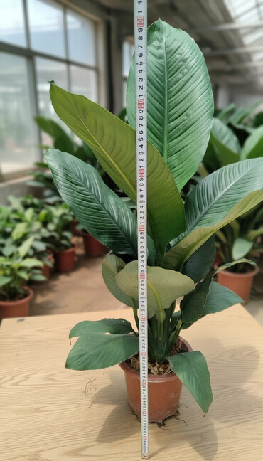 Другие комнатные растения: Предлагаются различные комнатные растения в горшках. В наличии кротоны — 1