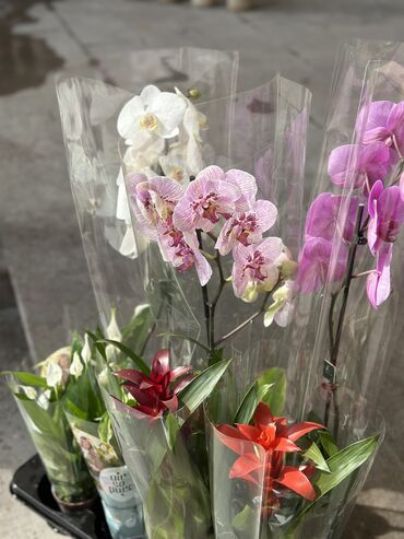 женское счастье цена: Орхидеи комнатные цветы бишкек. Гузмания орхидея,каланхоэ,женское