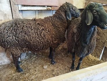 Баран, овца: Продаю | Овца (самка) | Романовская | Для разведения | Матка — 5