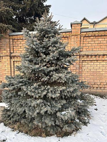 Декоративные деревья: Саженцы деревьев: Ели, Самовывоз — 5