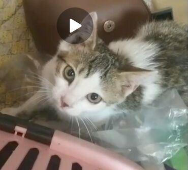 кошка с разными глазами: Кошка даром: Беспородная, 2 месяца, Мальчик, Приучена к лотку, Проглистована