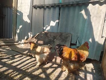 котята простые: Продаю | Куры | Брама | Для разведения — 5