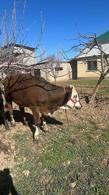 Коровы, быки: Продаю | Тёлка | Симментальская | На забой, Для разведения, Для молока | Племенные, Не стельные, Искусственник — 8