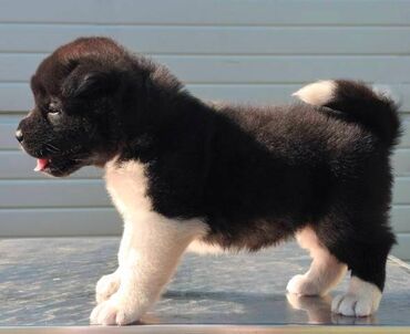 Psi: Američka Akita, štenci Odgajivacnica TOP WINNER PUPPY sa ponosom — 9
