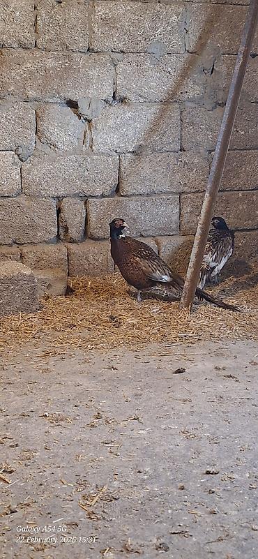 Digər quşlar: Qirqovul Xoruzlar satilir — 10