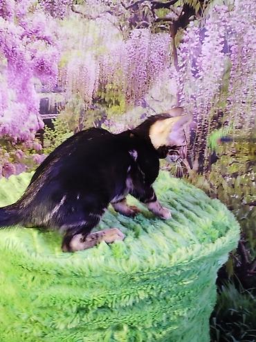 Продажа кошек: Бенгальская, 2 месяца, Мальчик, Черный, Приучена к лотку, Проглистована, С документами — 10