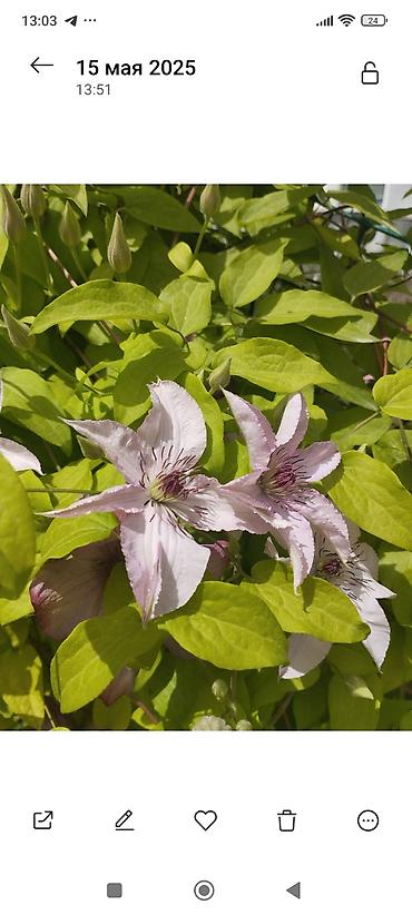 Clematis saplings: Клематис лиановидный, крупноцветковый, двух окрасов: - — 14