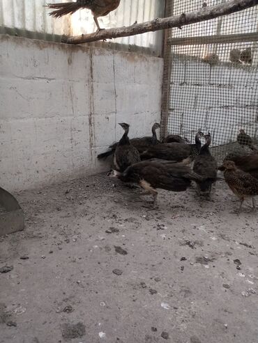 куры домашние купить: Продаю подростков индийских павлинят lalafo.kg да куры домашние купить: Продаю подростков индийских павлинят
