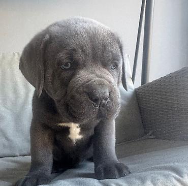 cane corso yavru: Kane-Korso, 2 ay, Erkək, Peyvəndli — 3