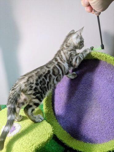 Продажа кошек: Бенгальская, 2 месяца, Мальчик, С документами, Приучена к лотку, Проглистована — 14