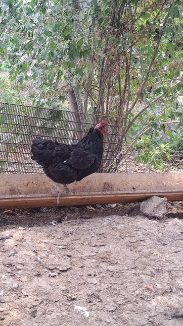 Toyuqlar: Toyuq, Australorp, Damazlıq, Pulsuz çatdırılma — 11