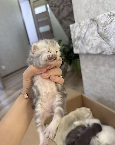 кошки шотландский: Шотландские котята (Scottish Fold/Scottish Straight) от домашней кошки — 1