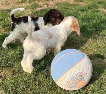 Psi: Nasa odgajivacnica lagotto romagnolo pasa A GANG OF LAGOTTA FCI 7244 — 10