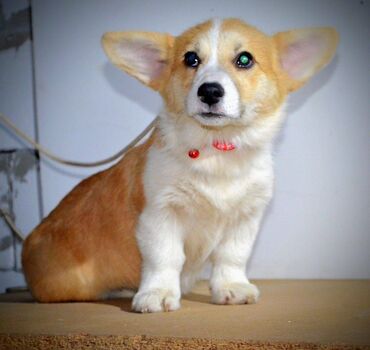 Psi: Prelepi štenci Welsh Corgi Pembroke, od odličnih roditelja: D.O.B — 8