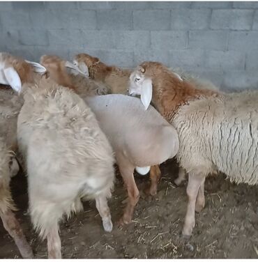 домики для кошки: Продаю | Баран (самец) | Гиссарская, Полукровка, Арашан | На забой, Для разведения | Племенные, Осеменитель