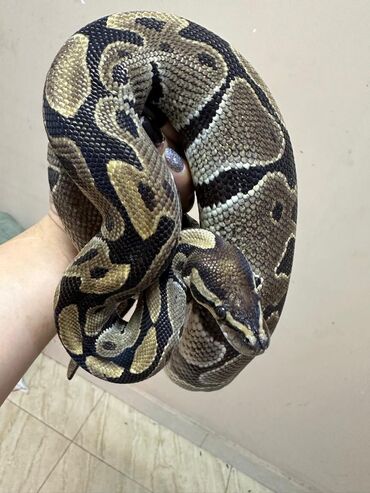 змея животное: Королевский питон, самец