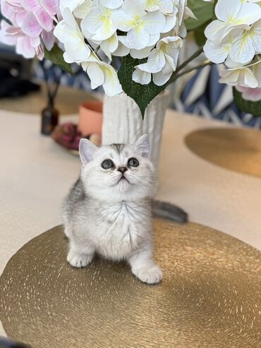 породистые кошки цена: Котёнок «Манчкин» (коротко лапая порода) с короткой и густой шерстью