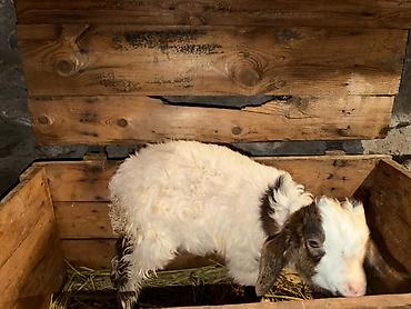 Козы, козлы: Продаю | Козлёнок | Для разведения — 8