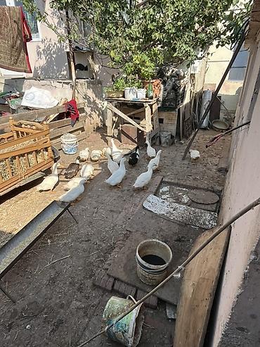 qara avstralorp neyin cinsidir: Sağlam sap sarı yağdılar ən ucuz mən qoymuşam yerim yoxdu xoruzlu — 5