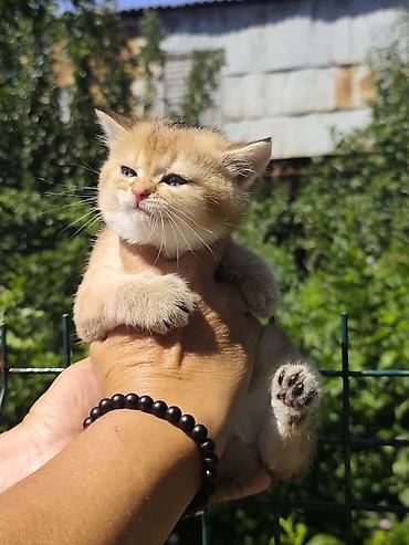 котята свинкс: Скотиш Страйт (Шотландская прямоухая), 1 месяц, Девочка, Золотая шиншилла, Приучена к лотку — 6