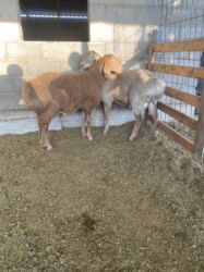 продажа баранов в бишкеке: Сатам | Козу, Кочкор (эркек) | Арашан | Көбөйтүү үчүн | Жасалма жол менен боозутуу, Асыл тукумдуу