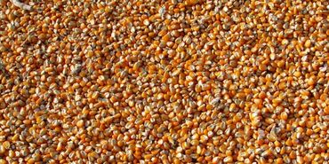 Продаю рушенную кукурузу Сорт: Пионер ~ 40 тонн Местоположение