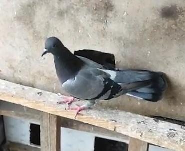 ag pisik cinsləri: Təmiz kəməri göy kesikde tutulub yolunub mayadı ödənişli çatdırılma — 4