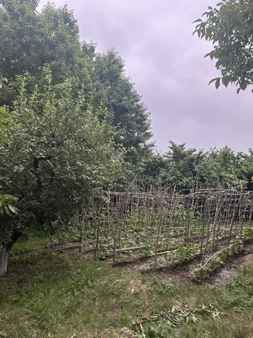 Torpaq sahələrinin satışı: Kənd təsərrüfatı, Kupça (Çıxarış) — 10