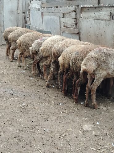 Qoyunlar, qoçlar: Razılaşmaq olar hamsı Erkəkdi qurbanlıqa yararlıdılar — 1
