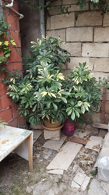çilədağı bitkisi qiyməti: Satılır: dekorativ saksı bitkiləri dəsti - Schefflera arboricola — 1