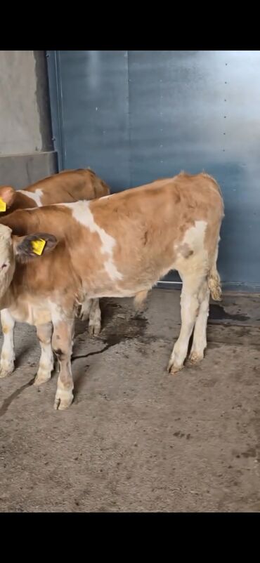 Dana, buzov: Məhsul: Simental cinsli buzovlar Təsvir: - Rəng: açıq-qəhvəyi/ağ — 4