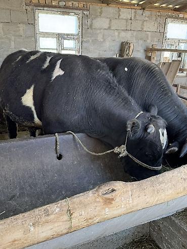 Коровы, быки: Продаю | Бык (самец) | На откорм, На забой | Привязанные — 6