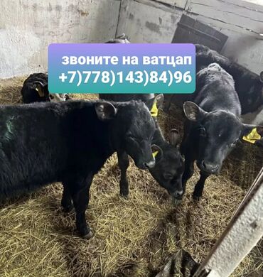 цыплята простые: Продаю | Корова (самка), Бык (самец), Тёлка | Ангус, Герефорд, Голштин | На откорм, На забой, Для разведения | Племенные, Стельные