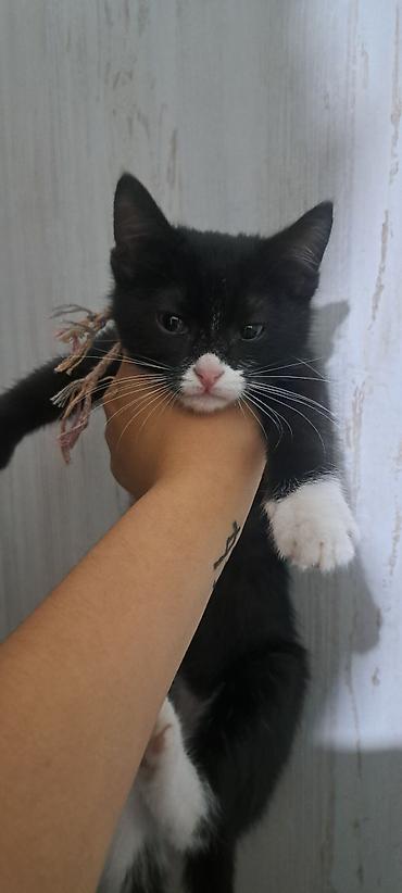 Кошки: Кошка даром: Беспородная, 2 месяца, Девочка, Метис, Приучена к лотку, Проглистована — 1