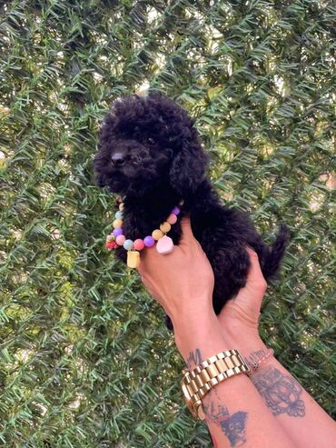 Psi: Odgajivacnica pasa “Happy Puppies” ima u ponudi stence toy i mini — 6