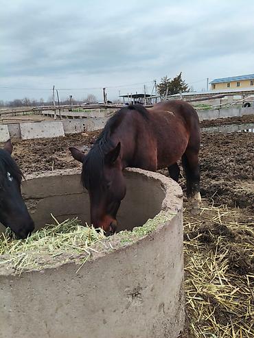 Лошади, кони: Продаю | Конь (самец), Жеребец, Жеребенок — 10